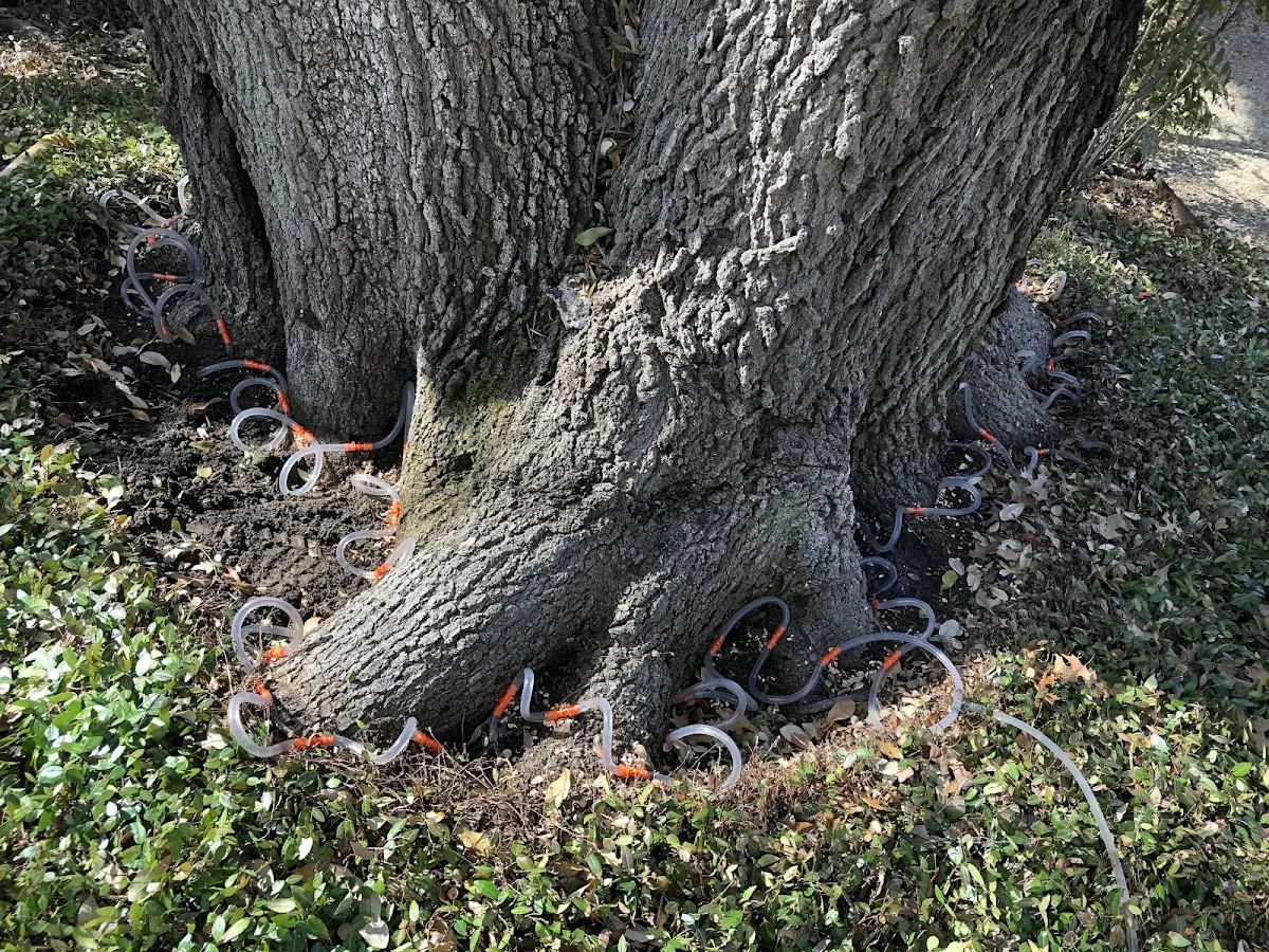 Detailed Shrub and Hedge Trimming job site in Springtown