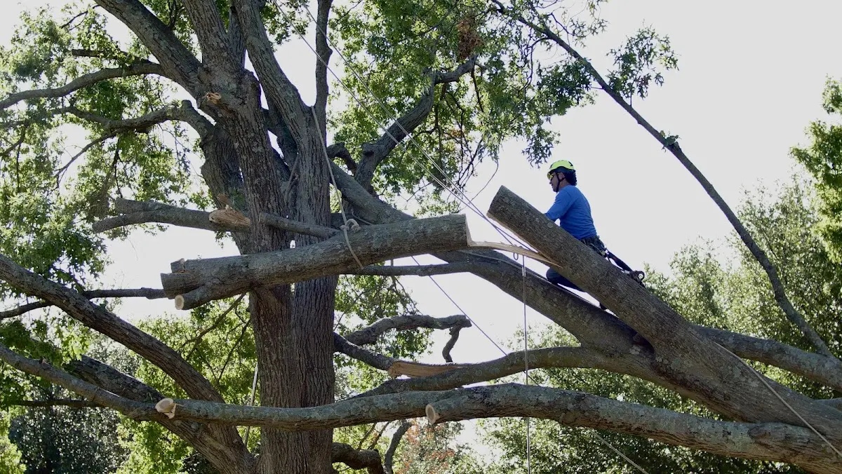 Professional Hazardous Tree Removal performed by certified arborists in Springtown