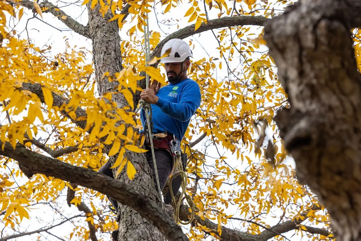 Skilled Dead Tree Removal crew working in Springtown